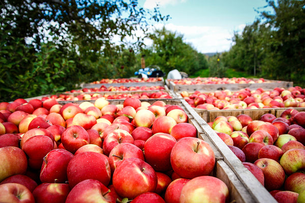 British Cider Needs A Classification System